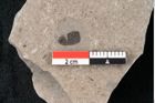Foto (Detailansicht) von Plantae indet.  (NHMW-GEO-2024-0188-6682)